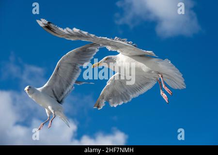 Norwegen, Nordland, Lofoten, Heringsmöwen (Larus argentatus) Stockfoto