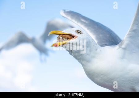 Norwegen, Nordland, Lofoten, Heringsmöwen (Larus argentatus) Stockfoto