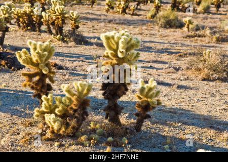 Schöner Cholla Cactus Garden im Joshua Tree Nationalpark in der Nachmittagssonne Stockfoto