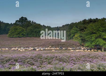 Eine Herde Schafe am frühen Morgen in der nebligen Fischbeker Heide in Hamburg, Deutschland Stockfoto