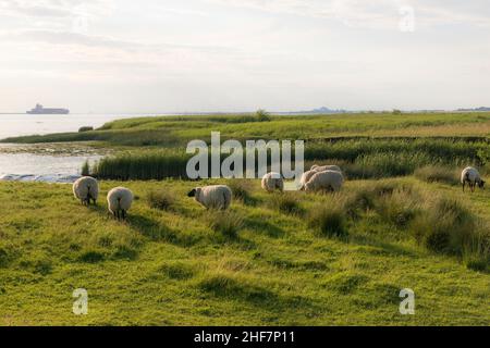 Abendlicht auf der Elbe mit Schafen auf dem Deich bei der Fähre Glückstadt-Wischhafen, Deutschland. Stockfoto