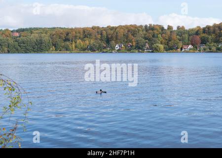 Herbstspaziergang in der Sonne am Ratzeburger See in Ratzeburg, Deutschland. Stockfoto