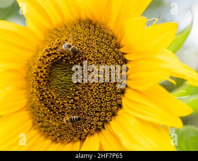 Bienen sitzen auf einer Sonnenblume, Wallgau, Bayern, Deutschland Stockfoto