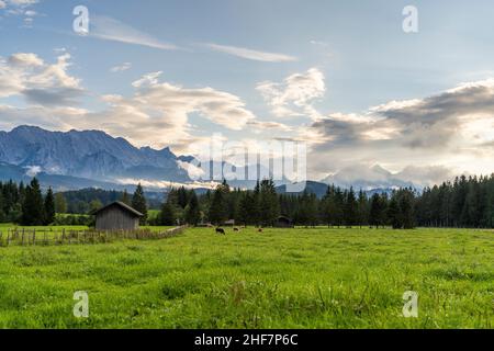Kühe weiden friedlich auf einer Wiese bei Krün / Wallgau, im Hintergrund das Wettersteingebirge, Bayern, Deutschland