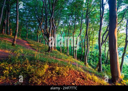 Vordingborg, Buchen auf den Kreidefelsen von Moens Klint in Moens Klint, Moen, Dänemark Stockfoto