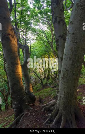 Vordingborg, Buchen auf den Kreidefelsen von Moens Klint in Moens Klint, Moen, Dänemark Stockfoto