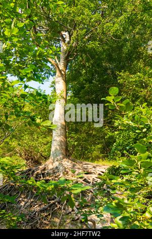 Vordingborg, Buchen auf den Kreidefelsen von Moens Klint in Moens Klint, Moen, Dänemark Stockfoto