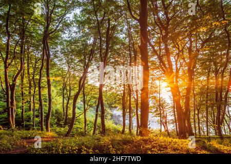 Vordingborg, Buchen auf den Kreidefelsen von Moens Klint in Moens Klint, Moen, Dänemark Stockfoto