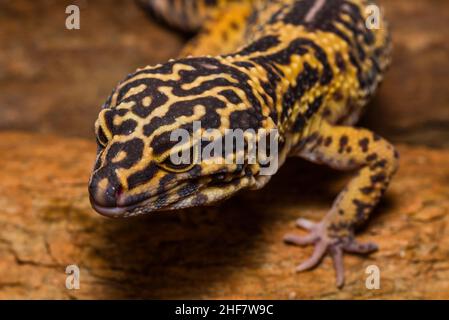 Leopardengecko, pakistanischer Fettschwanzgecko, Eublepharis macularius Stockfoto