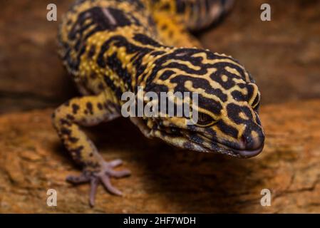 Leopardengecko, pakistanischer Fettschwanzgecko, Eublepharis macularius Stockfoto