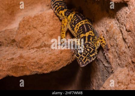 Leopardengecko, pakistanischer Fettschwanzgecko, Eublepharis macularius Stockfoto
