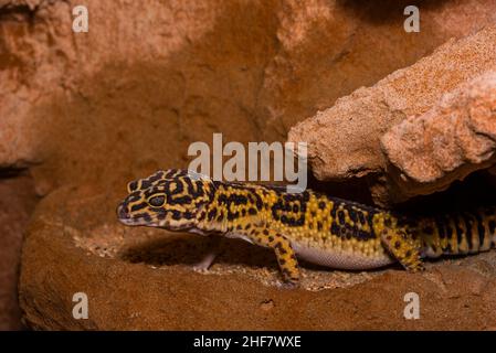 Leopardengecko, pakistanischer Fettschwanzgecko, Eublepharis macularius Stockfoto