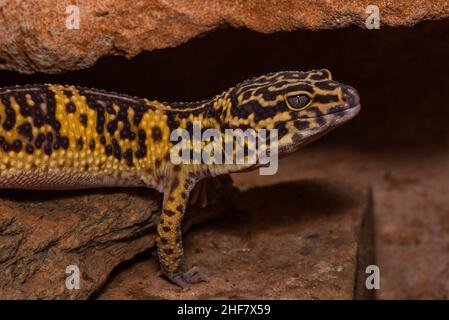 Leopardengecko, pakistanischer Fettschwanzgecko, Eublepharis macularius Stockfoto