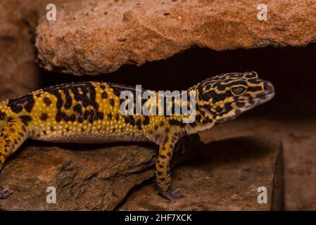 Leopardengecko, pakistanischer Fettschwanzgecko, Eublepharis macularius Stockfoto