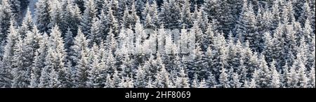 Schneebedeckter Fichtenwald im Schnee. Winterwald mit frostigen Bäumen, Luftbild, Hintergrund. Stockfoto