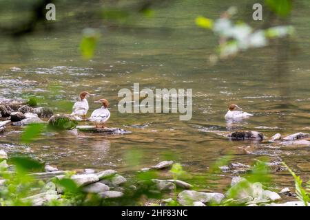 Drei weibliche Gänseanderenten (Mergus merganser) am Flussufer Stockfoto