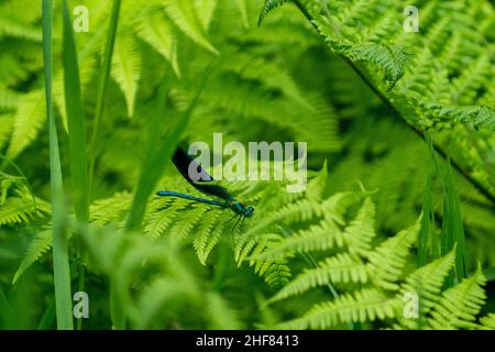 Männchen schöne Demoiselle damselfly (Calopteryx virgo) auf einem grünen Farnblatt sitzend Stockfoto