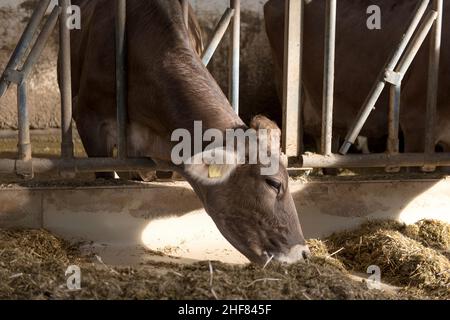 Kuh im Stall beim Essen, Bayern Stockfoto