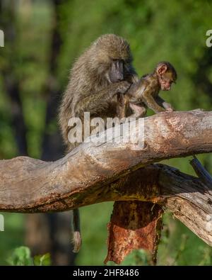 Weiblicher Olivenpavion (Papio anubis), der einen Jugendlichen auf einem Baumglied im Ngorongoro-Krater, Tansania, Afrika, aufsetzt. Stockfoto