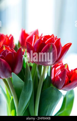 Bouquet von roten Tulpen, frisch, rot Stockfoto