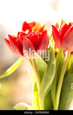 Bouquet von roten Tulpen, frisch, rot Stockfoto