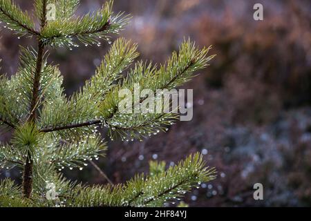 Kiefernnadeln, Nadelbaum, Tanne, Moorlandschaft Stockfoto