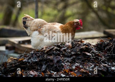 Huhn im Freien, Bauernhof, artgerecht Stockfoto