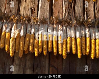 Mais, Trocknen, Ernte, Holzwand, Mais auf dem Kob Stockfoto