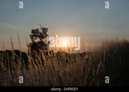 Gräser, Sonnenuntergang, Lichtstimmung, goldene Stunde Stockfoto