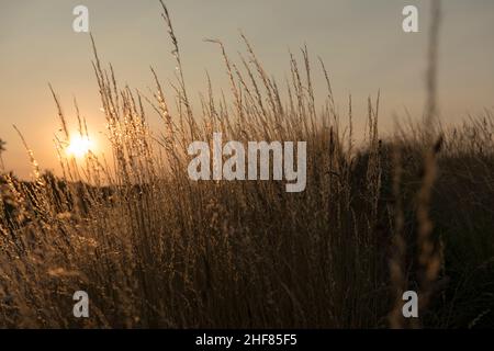 Gräser, Sonnenuntergang, Lichtstimmung, goldene Stunde Stockfoto