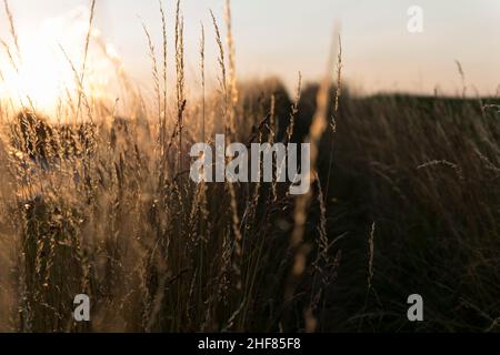 Gras, Sonnenuntergang, leichte Stimmung, goldene Stunde Stockfoto
