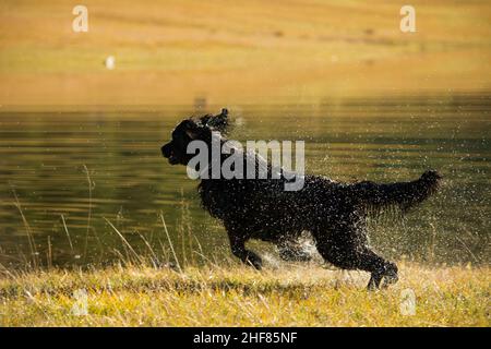 Nasser schwarzer Hund, baden, holen, Setter Hybrid Stockfoto