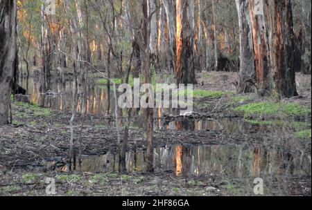 Sonnenuntergang im Vollformat auf einem Murray River Billabong mit orangefarbenem Licht, das durch die Gummibäume reflektiert und sich auf dem Wasser spiegelt Stockfoto