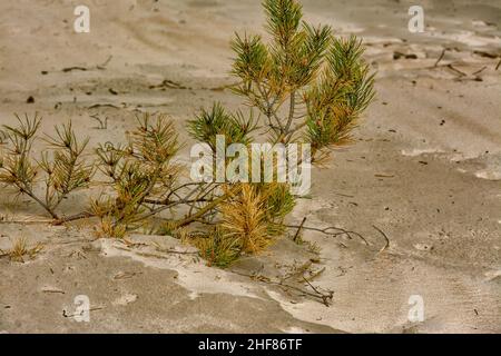 Sanddünen an der Küste des Finnischen Meerbusens in der Region Leningrad in der Nähe der Stadt Sosnovy Bor. Stockfoto