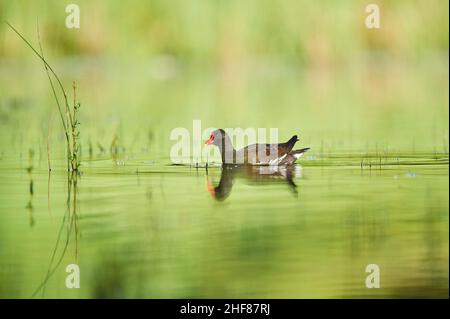 Gemeine Teichschiene (Gallinula chloropus) schwimmt in einem Teich, Franken, Bayern, Deutschland Stockfoto