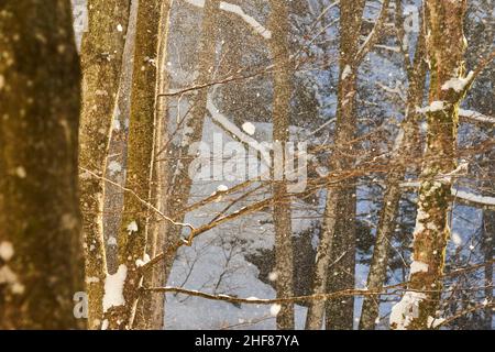 Schnee fällt vom Baum im Hintergrund, Europäischer Buchenwald (Fagus sylvatica), Wald, Bayerischer Wald, Bayern, Deutschland Stockfoto
