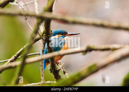 Kingfisher (Alcedo atthis) sitzt auf einem Zweig, Bayern, Deutschland Stockfoto