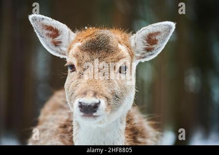 Damwild (Dama dama), Lichtung, Wiese, Stand, Blickkamera Stockfoto