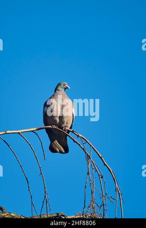 Feral-Taube oder Stadttaube (Columba livia domestica) auf einem Birkenzweig (Betula), Bayern, Deutschland Stockfoto