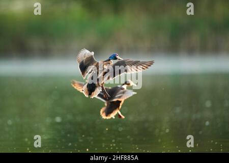 Mallard (Anas platyrhynchos), Paar, drake und Weibchen, Land in einem See Bayern, Deutschland Stockfoto