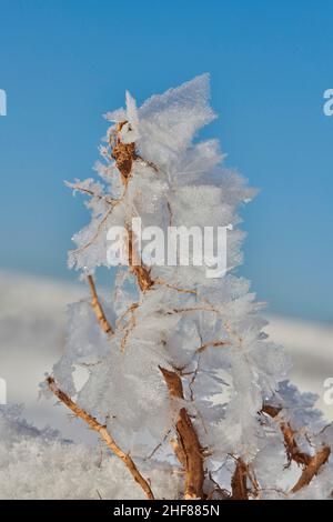 Eiskristalle auf Pflanzenresten, Bayern, Deutschland Stockfoto
