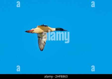 Gänsehaut (Mergus merganser), weiblich, fliegend, Bayern, Deutschland Stockfoto