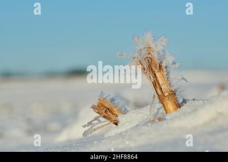Eiskristalle auf Pflanzenresten, Bayern, Deutschland Stockfoto