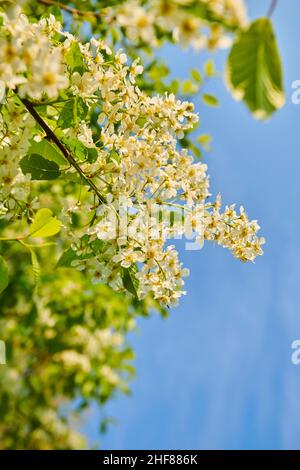 Vogelkirsche, Vogelkirsche oder Traubenkirsche (Prunus padus, Padus avium), Blüten, Bayern, Deutschland, Europa Stockfoto