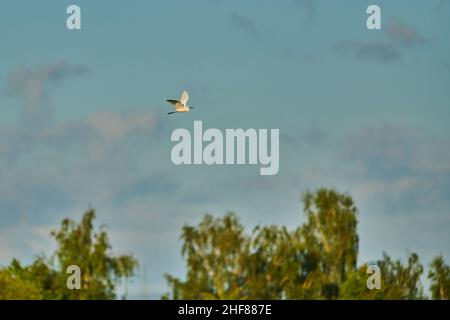 Großreiher (Ardea alba, Synonym Casmerodius albus) im Flug, Bayern, Deutschland Stockfoto