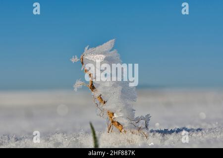 Eiskristalle auf Pflanzenresten, Bayern, Deutschland Stockfoto