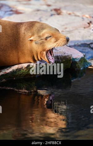 Kalifornischer Seelöwe (Zalophus Californianus), Ufer, liegend Stockfoto