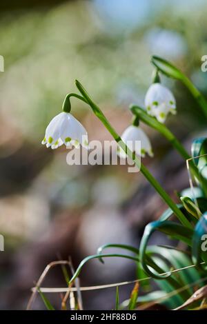 Frühlingsknotenblume (Leucojum vernum) Märzenbecher, Oberpfalz, Bayern, Deutschland Stockfoto