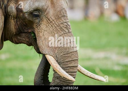 Asiatischer Elefant (Elephas maximus), Nahaufnahme, Porträt Stockfoto