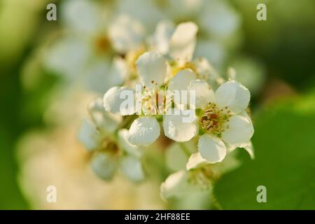 Vogelkirsche, Vogelkirsche oder Traubenkirsche (Prunus padus, Padus avium), Blüten, Bayern, Deutschland, Europa Stockfoto